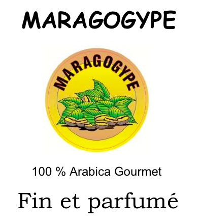 Caf� vert : Guatemala MARAGOGYPE Sup�rieur